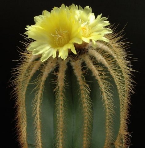 Notocactus_warasii